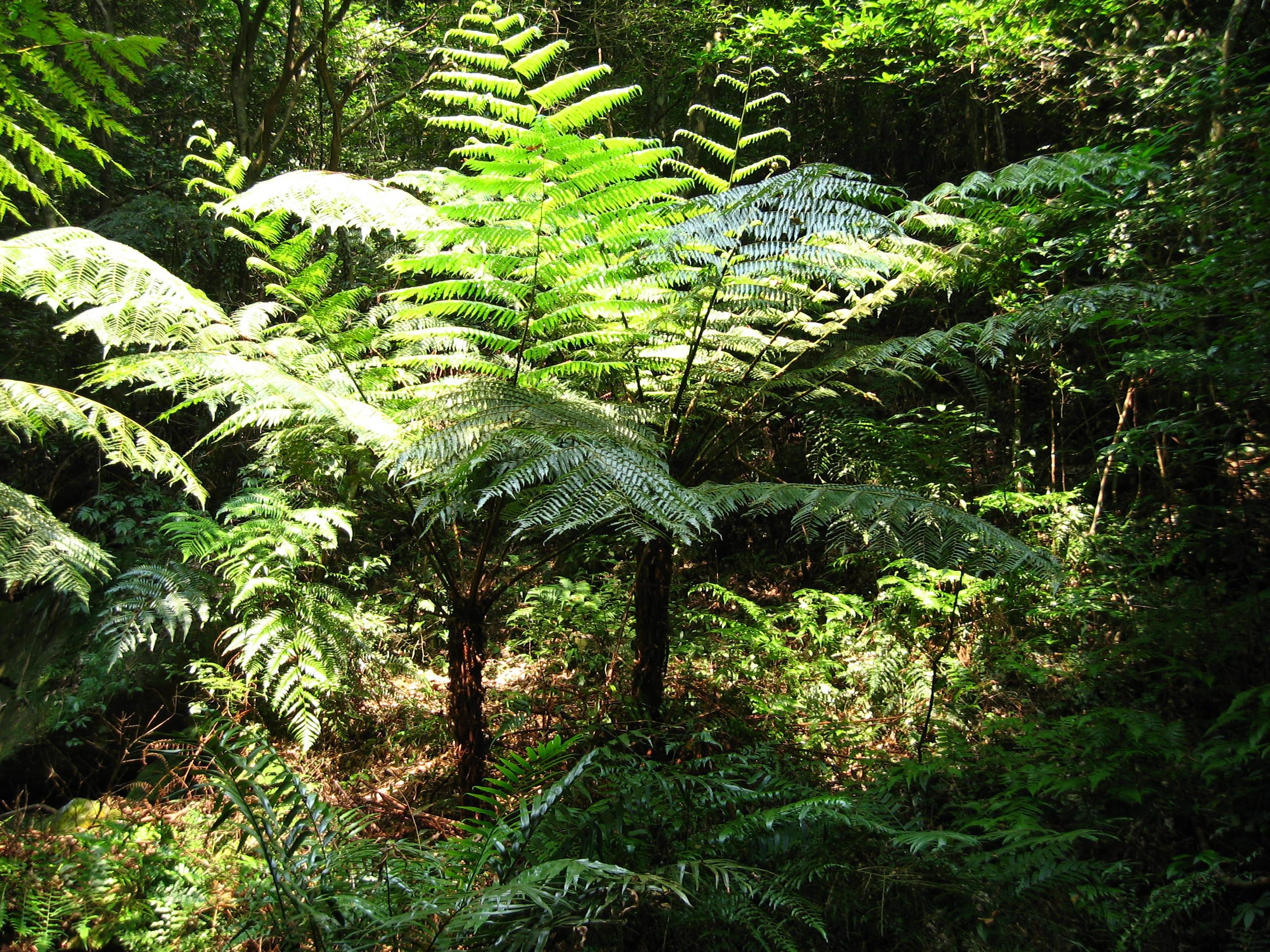 【植物中的活化石 桫椤摄影图片】生态摄影_太平洋电脑网摄影部落