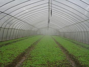 生产批发温室微喷灌溉-育苗土壤-育苗基质等