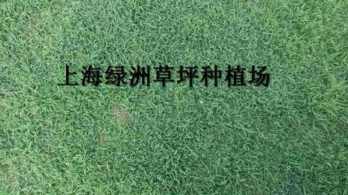 上海地毯草