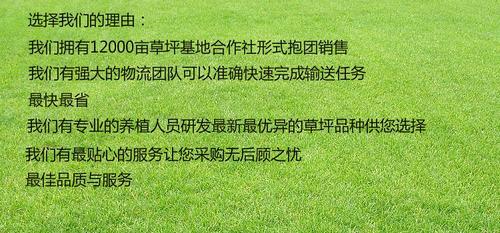 果岭草草坪/上海绿洲草坪种植场