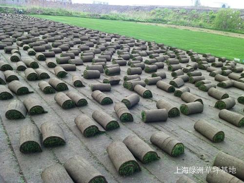 上海草坪 价格合理 基地直销无中间环节