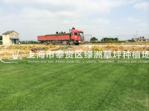 上海草坪 价格合理 基地直销无中间环节
