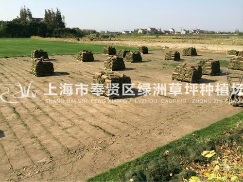 上海草坪批发 基地直销无中间环节