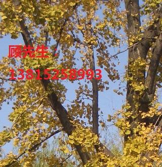 桂花树，金桂、银桂丹桂四季桂苏州桂花价格大型绿化工程苗木工程