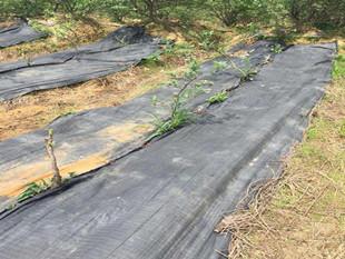 3米宽120克园林防草布多少钱一平米