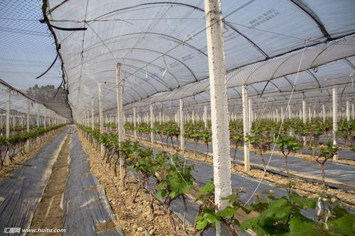 强骏温室大棚（四季）玻璃蔬菜温室河北生产厂家
