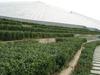 扬州体育公园绿化灌溉