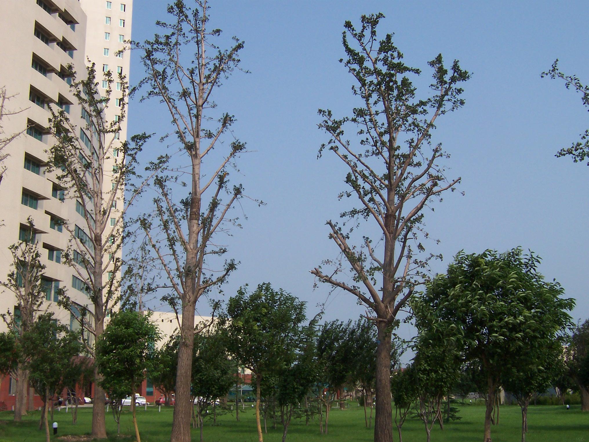 潍坊市市政府栽植大树工程