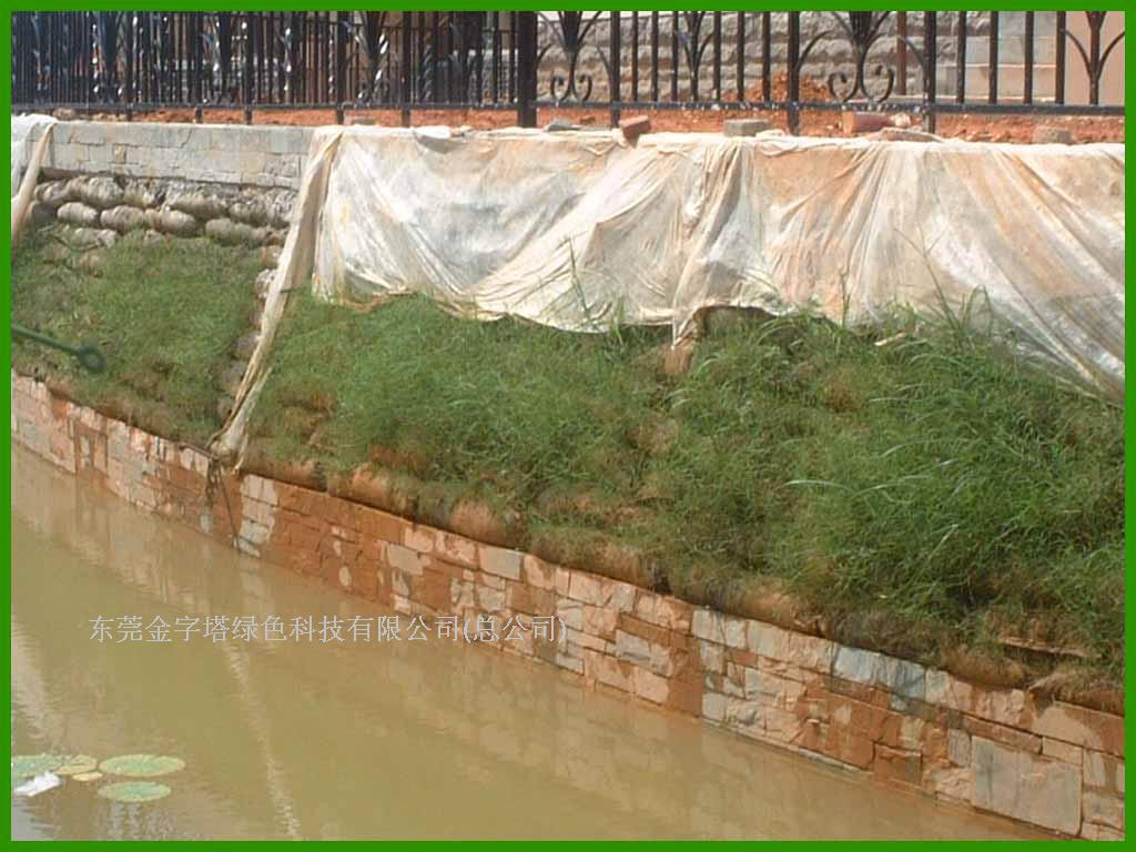 施工完毕后，喷播草种绿化形成生态河堤，让住户在家中便可以感受到大自然的气息。