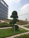 广州南沙明珠湾展馆中心绿化工程