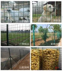 河南鸡场养殖硬塑浸塑荷兰网围栏