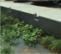 海绵城市透水装配式花坛系统