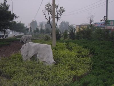 园林绿化林木,潍坊园林绿化工程,潍坊风景园林设计20090318