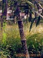 供应斑竹等300种观赏竹