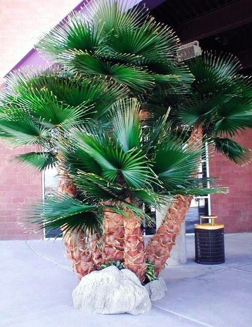 仿真棕榈树，上海棕榈树，保鲜棕榈树