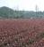 湖南绿化苗木红花继木造型盆景红花继木树桩