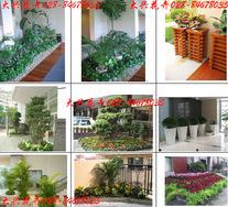 成都植物花卉租摆、室内植物装饰美化造型、花卉植物出租、室内植物绿...