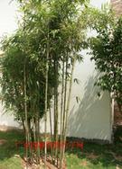 黄甜竹等300种园林观赏竹苗