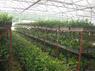 茂名农场灌溉自动控制系统