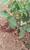 鹤壁鹤山区山地果树滴灌PE管工程|PE管|果树水管