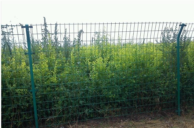果园护栏网低碳钢丝网圈地护栏网围栏网