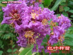 日本紫薇