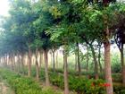 山东科农林业公司供应各种优质苗木