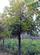 美国山核桃绿化树
