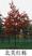 北美红栎等进口栎树种子