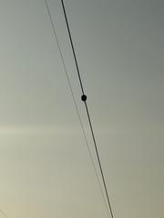 输电线路导线弧垂监测系统
