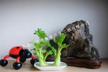 山东寿光蔬菜盆景