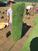 夏威夷草坪卷-老鹰草