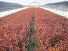 红叶石楠 基地，长期培育出售 红叶石楠