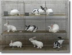 仔母兔笼商品兔笼种兔笼母兔笼