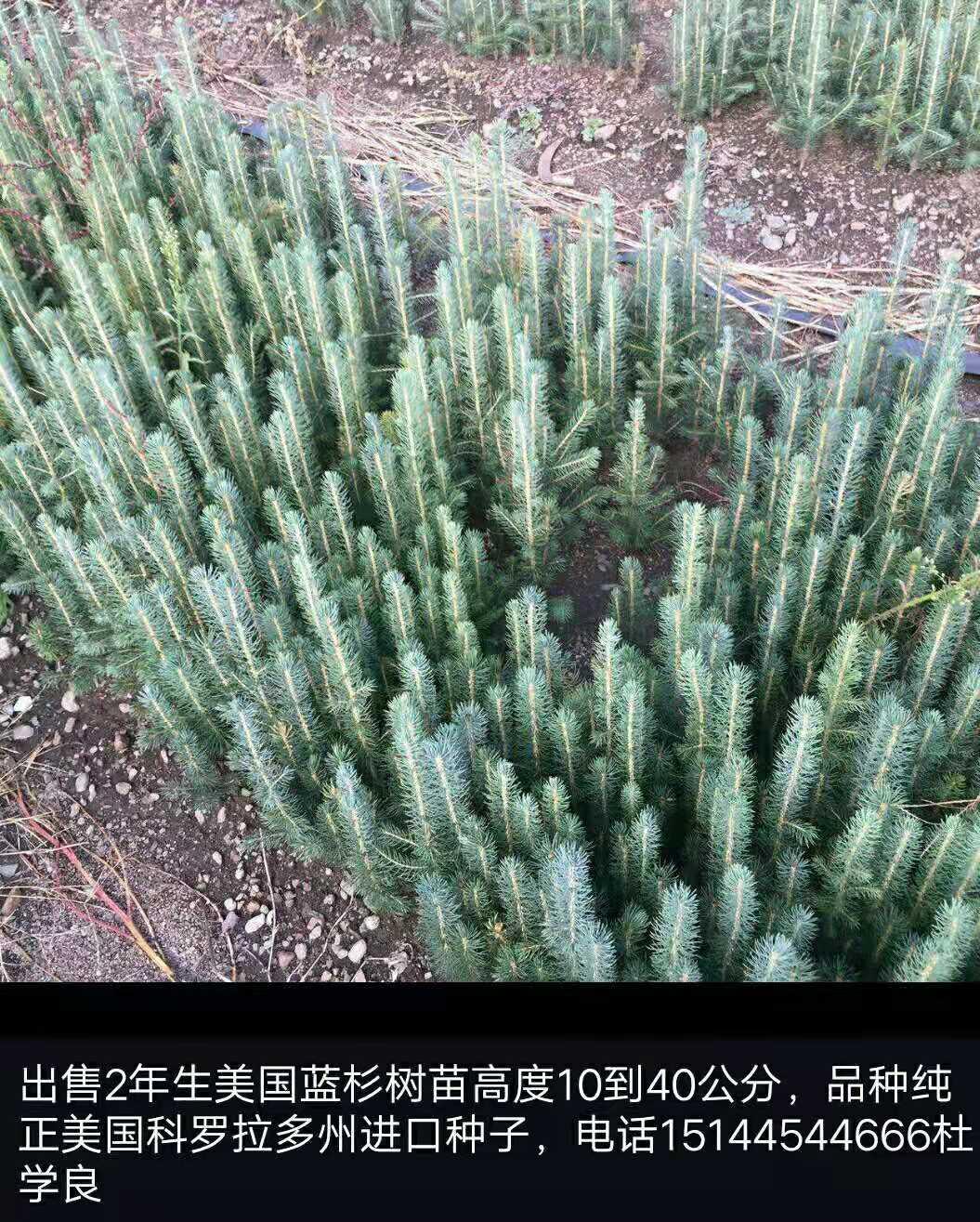 柳河县慧良苗木供应大量优质苗木