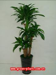 巴西木-植物租賃,花卉租賃,辦公室綠化,植物出租,租花,綠化租擺