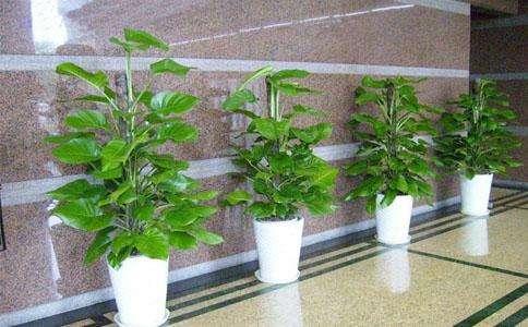 广州植物租赁：植物给您带来氧气