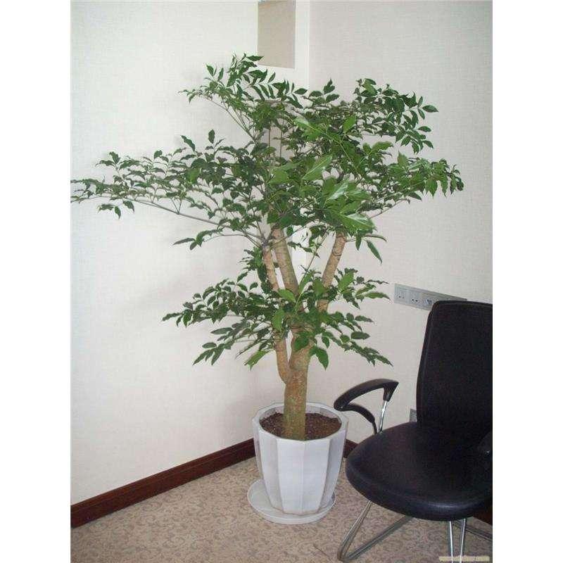 广州植物租赁：植物给您带来氧气