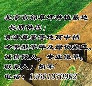 北京草坪銷售 草坪批發零售價格 北京草坪銷售 廠家批發草坪