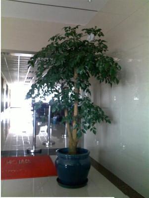 店内外室内外大盆栽幸福树