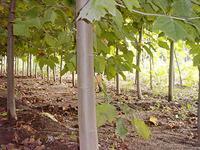 速生法桐 镕潋园林大量供应优质法桐