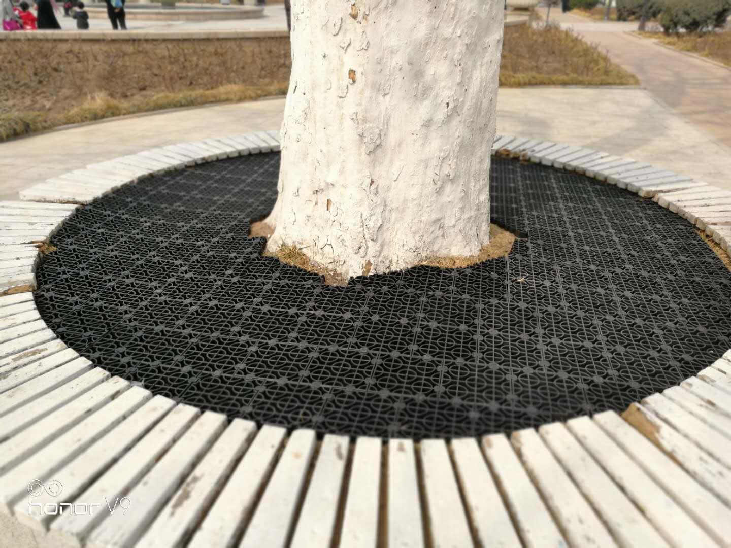 北京树篦子