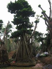 沙西榕树盆景
