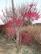 苏州梅花树基地、造型梅花盆景树桩、垂枝梅