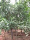 山东科农林业绿化有限公司供应各种好的树苗