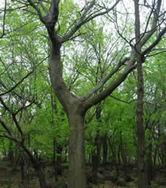 南京朴树|长期优惠供应工程绿化苗木