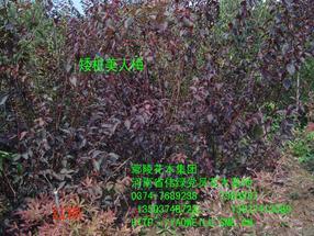 河南省伟绿党员花木基地----鄢陵花木集团（30万亩基地）*新灌木地被价格