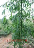 云南甜竹等300种园林观赏竹苗