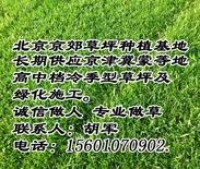 北京草坪基地 北京草坪銷售 北京草坪價格 北京草坪廠家 北京草坪