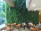 杭州枫桓植物墙